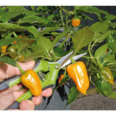 Draper Precision Curved Pruning Secateurs, 165mm  73729